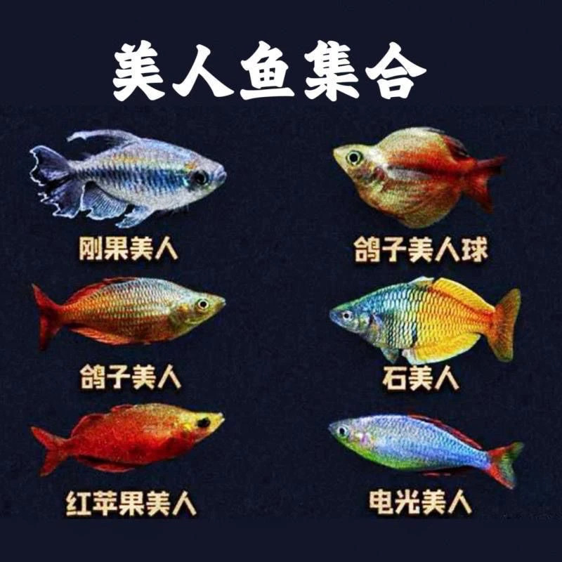 美人鱼观赏鱼石美人蓝美人活观赏鱼淡水电光美人球鱼