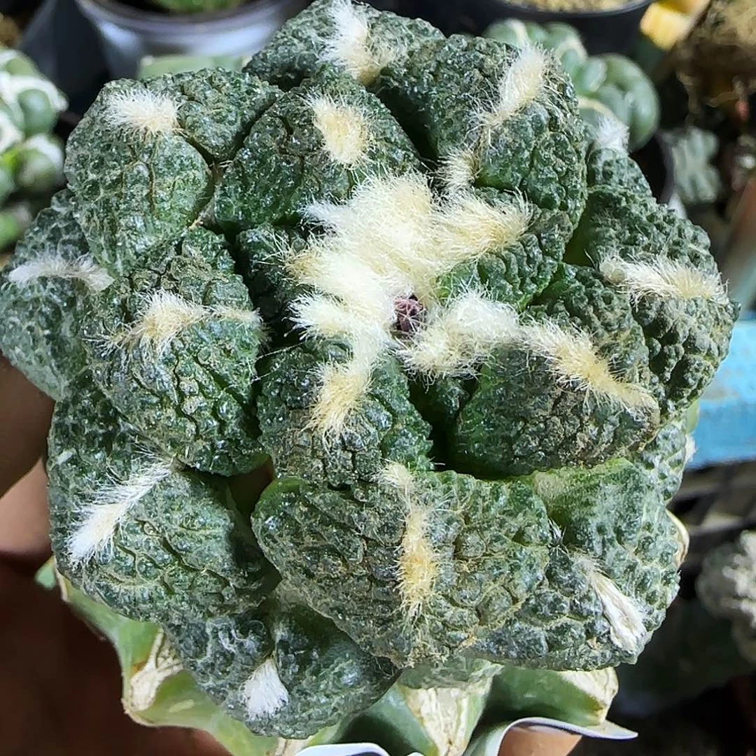 龟甲连山059仙人球开花