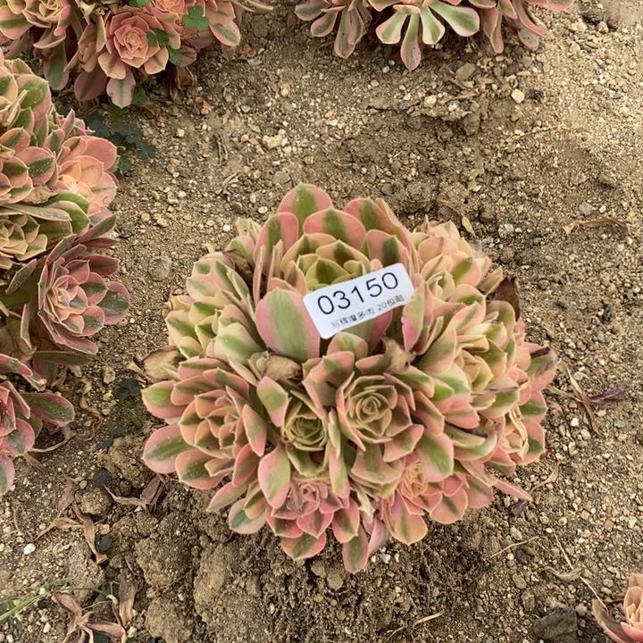 03150粉女物多肉植物