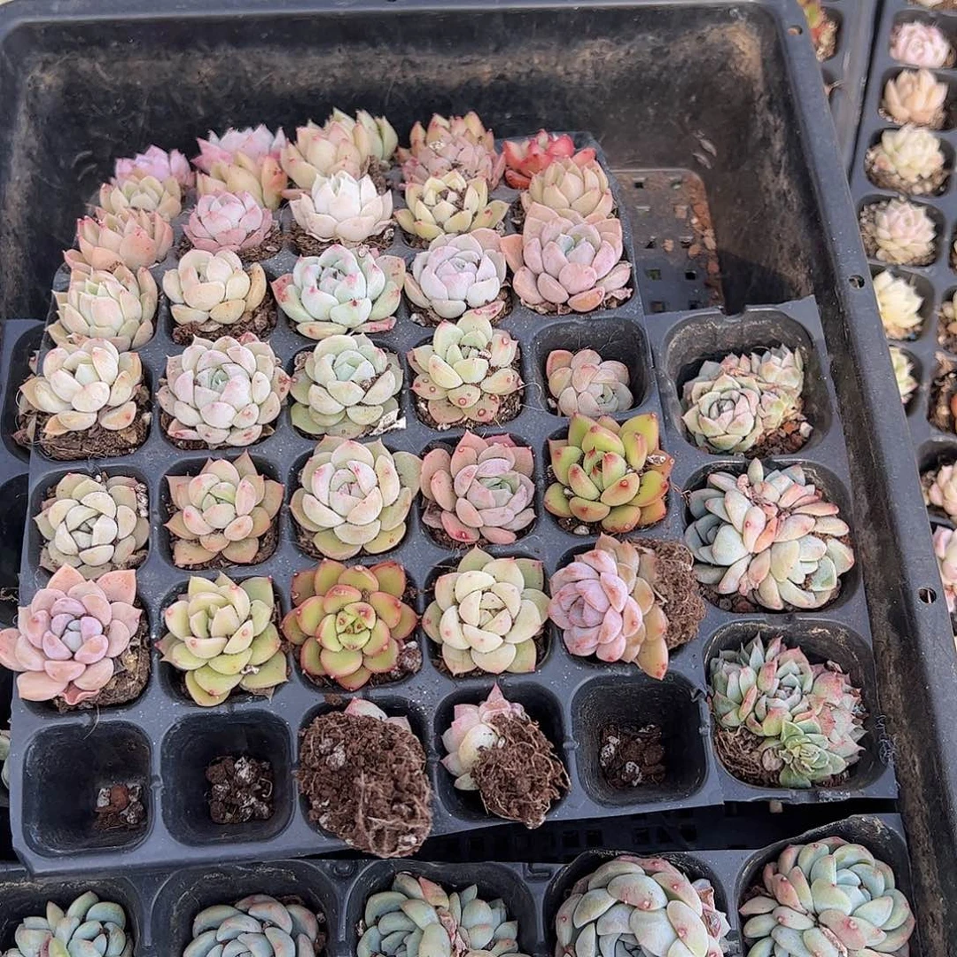 直播福利一物一拍103