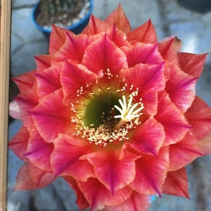 火焰超越侧芽5公分左右毛花柱（20包邮）