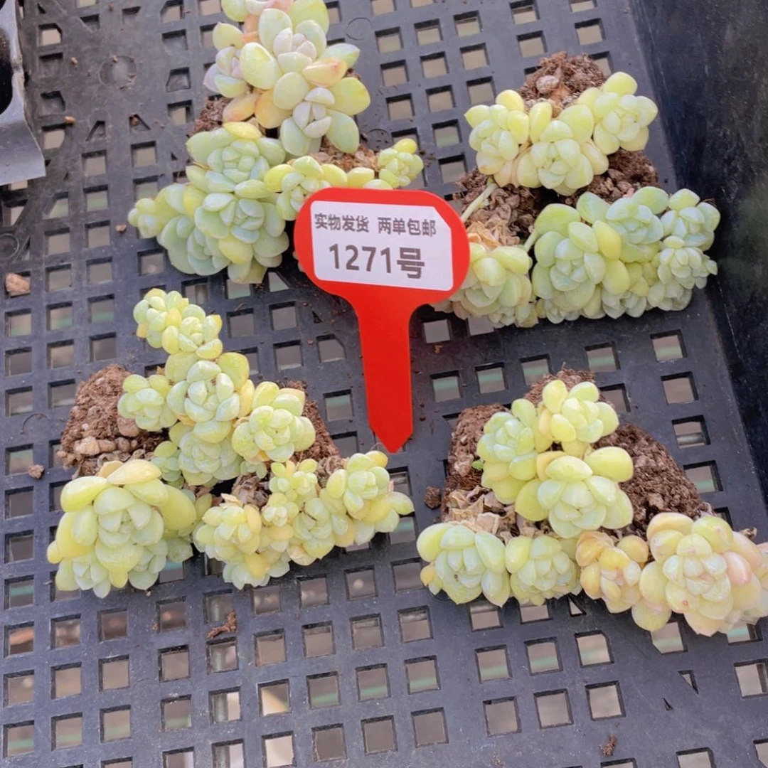 1271号 开播福利多头小脸冰玉群三颗