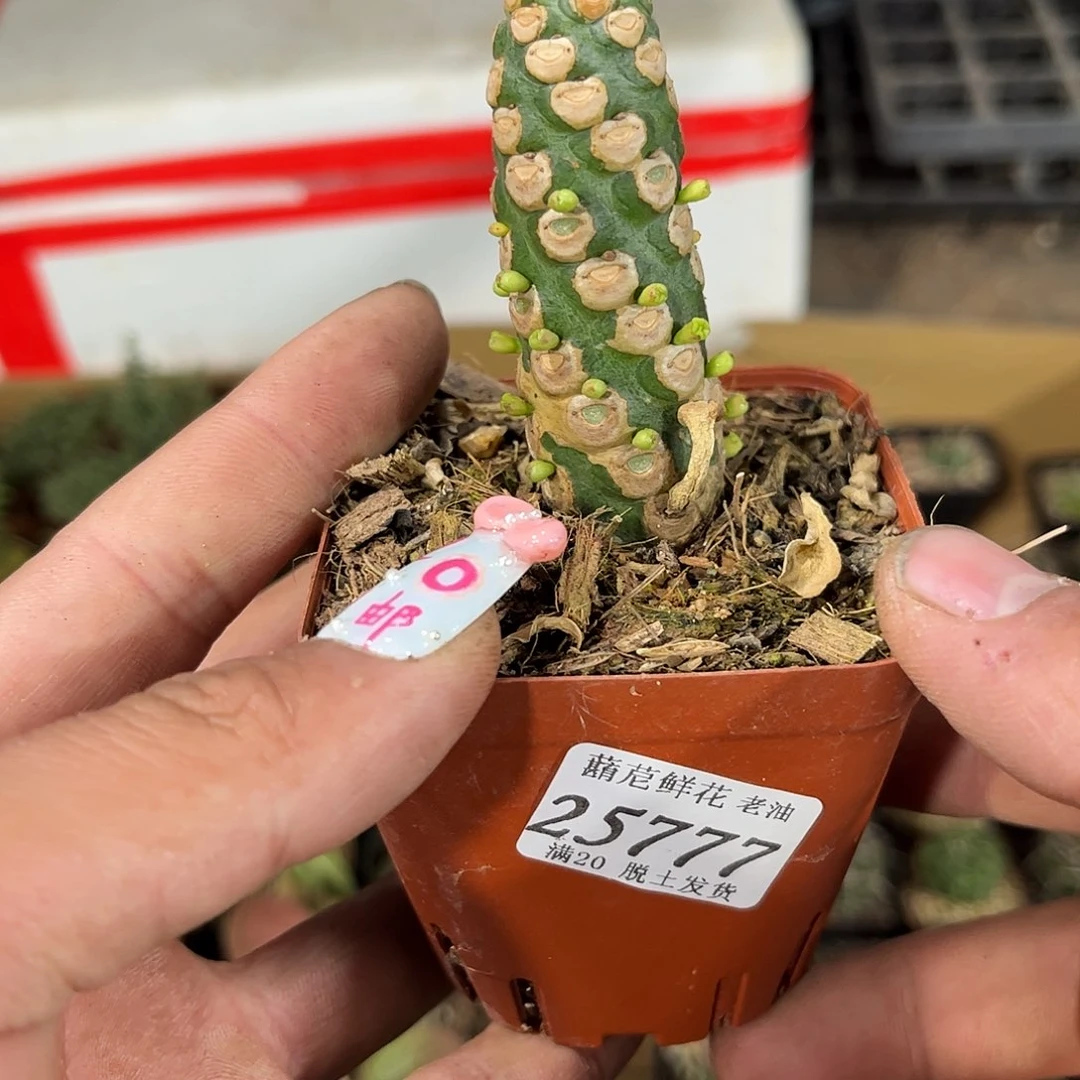 25777一物一拍单头发货