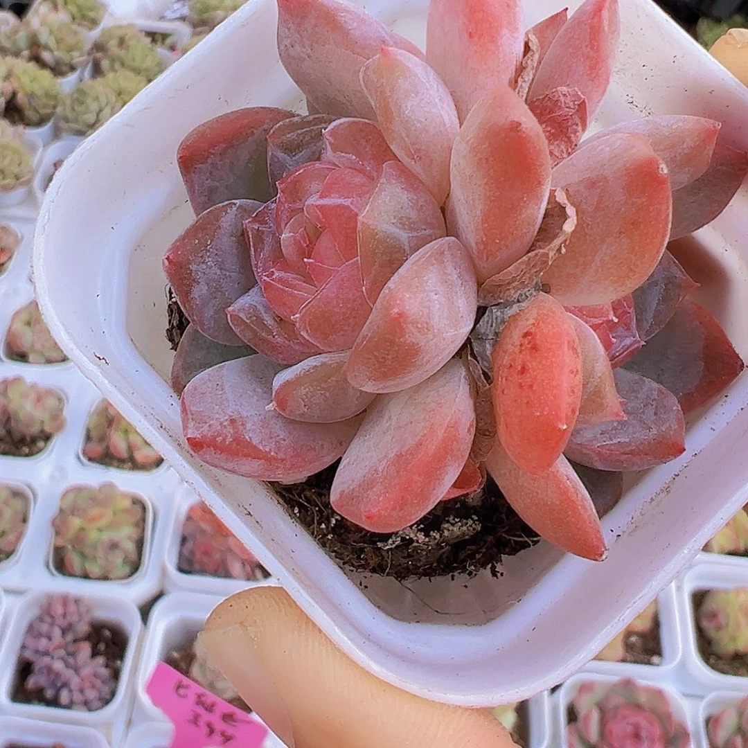 双头状态粉黛19包邮