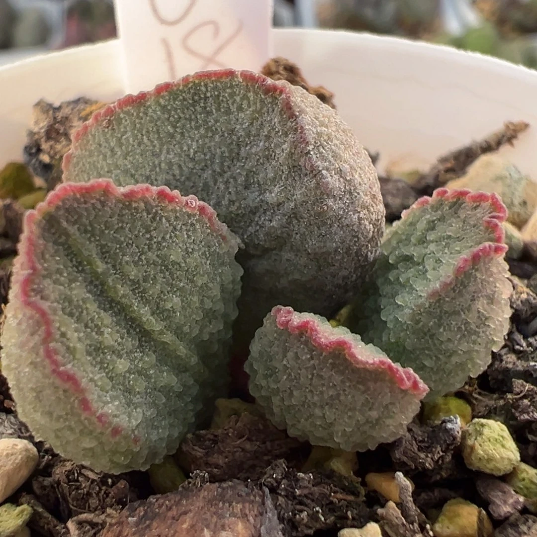 实生新品大苗多肉植物