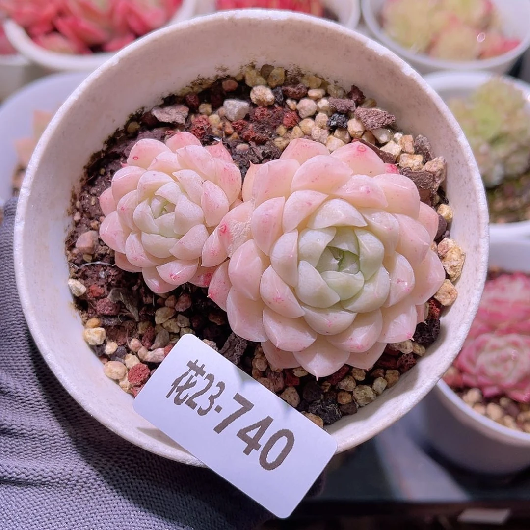 花23-740麦秆双头