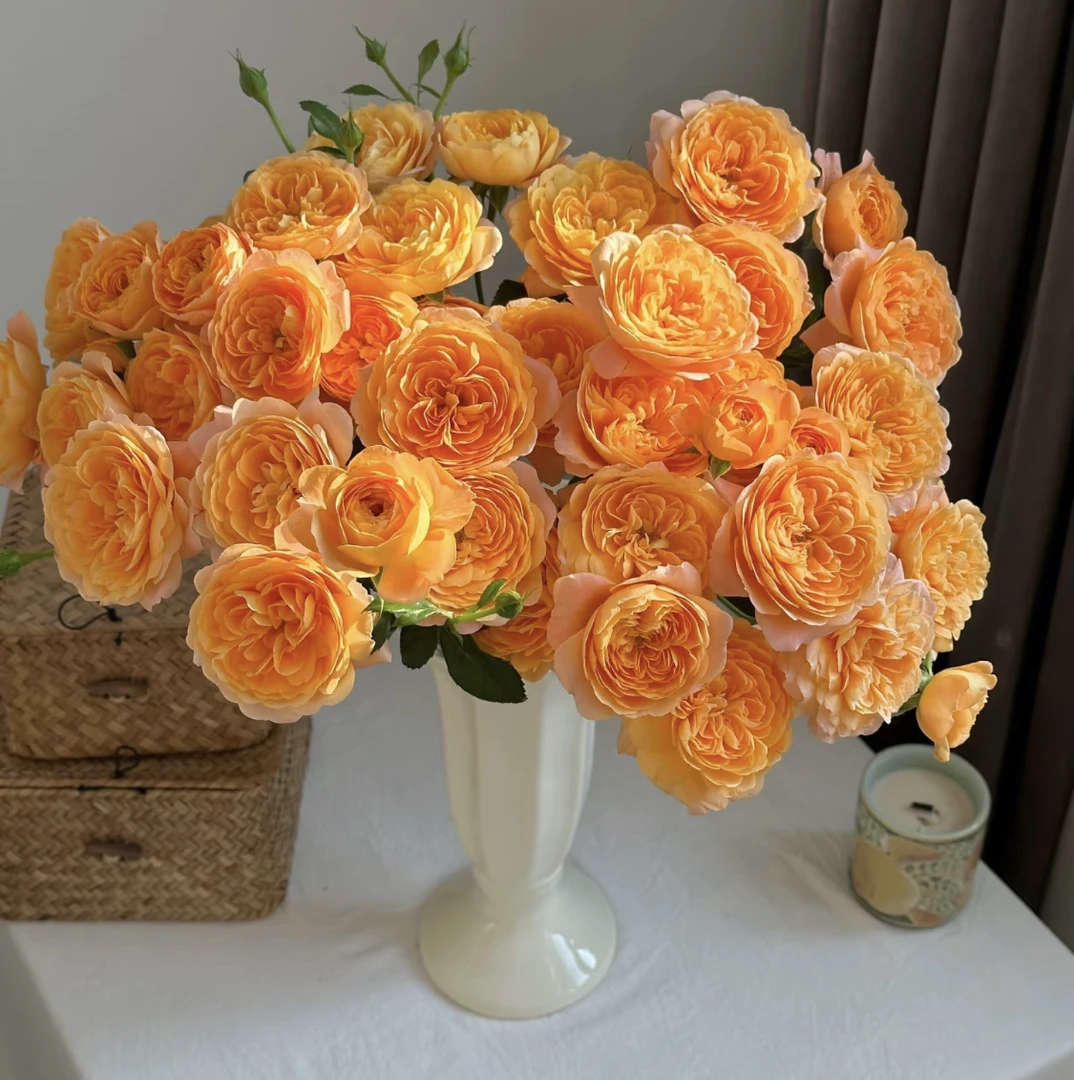 「曼曼」多头长腿果汁阳台8只➕2只防损  鲜花任意满两单包邮拒收不