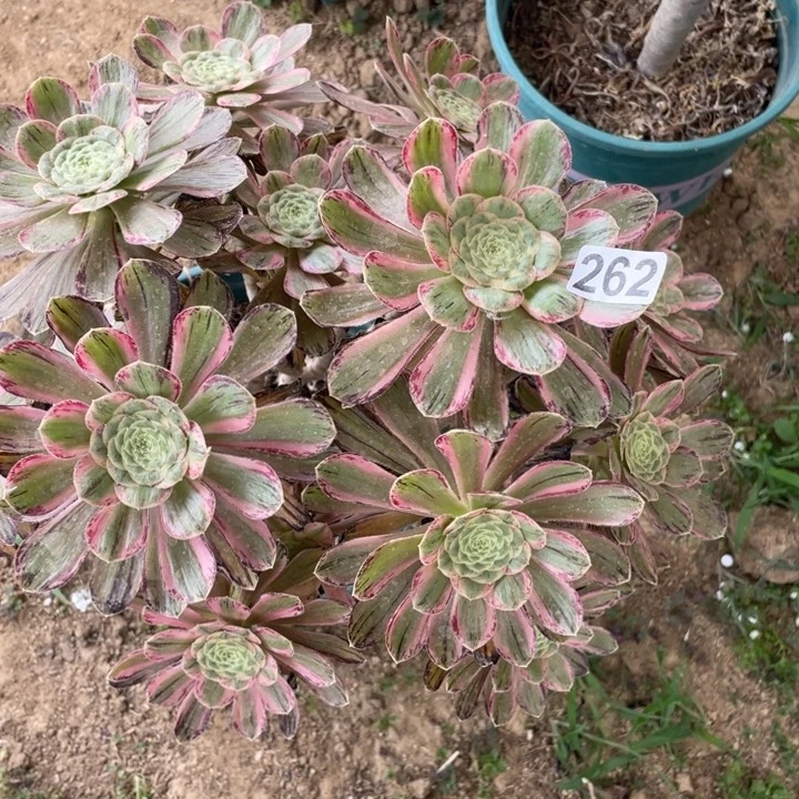 h*262多肉植物微锦锦