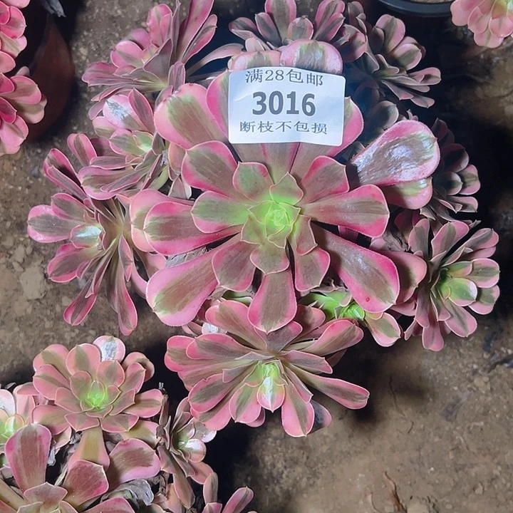 3016美杜莎多肉植物