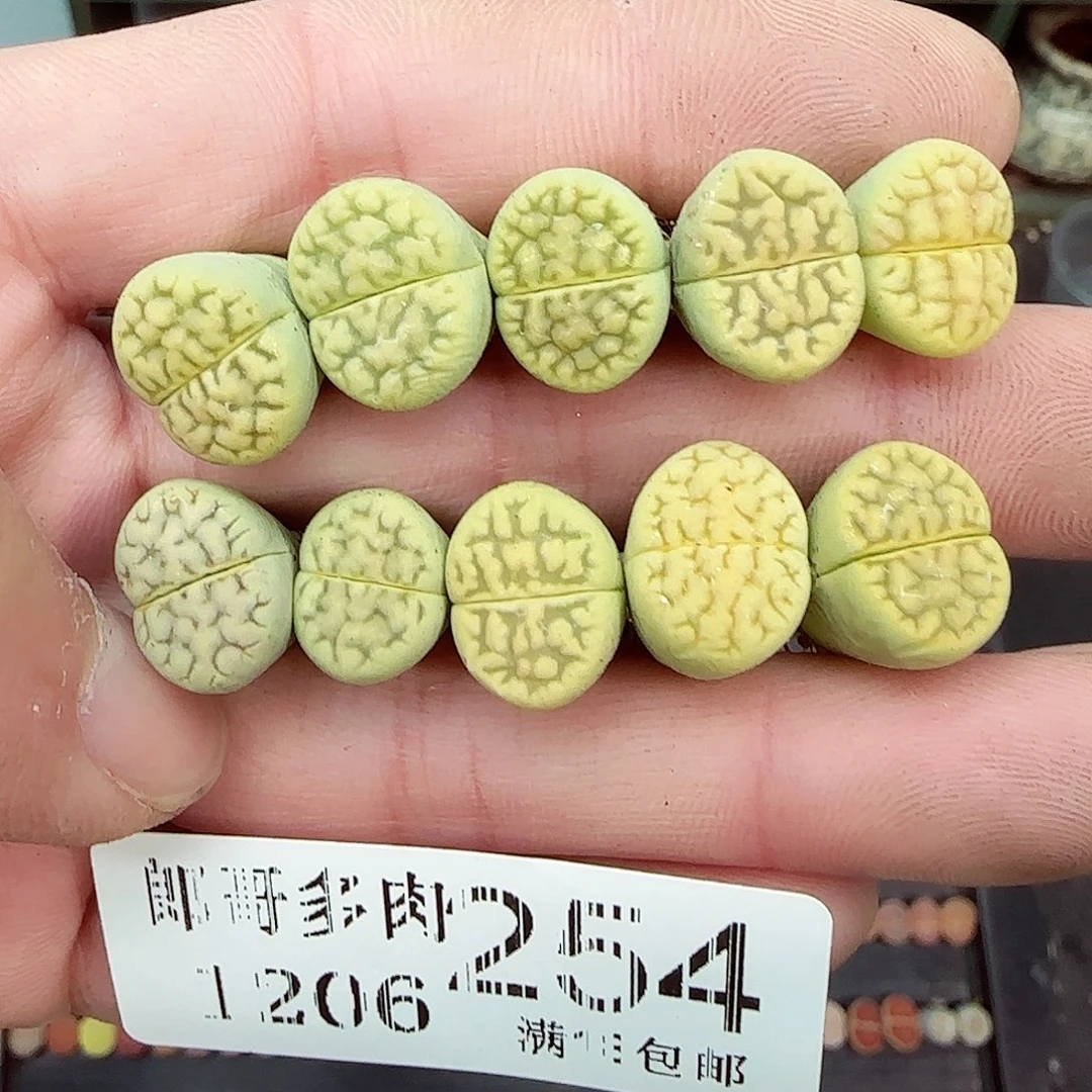 满满18包邮1204-254