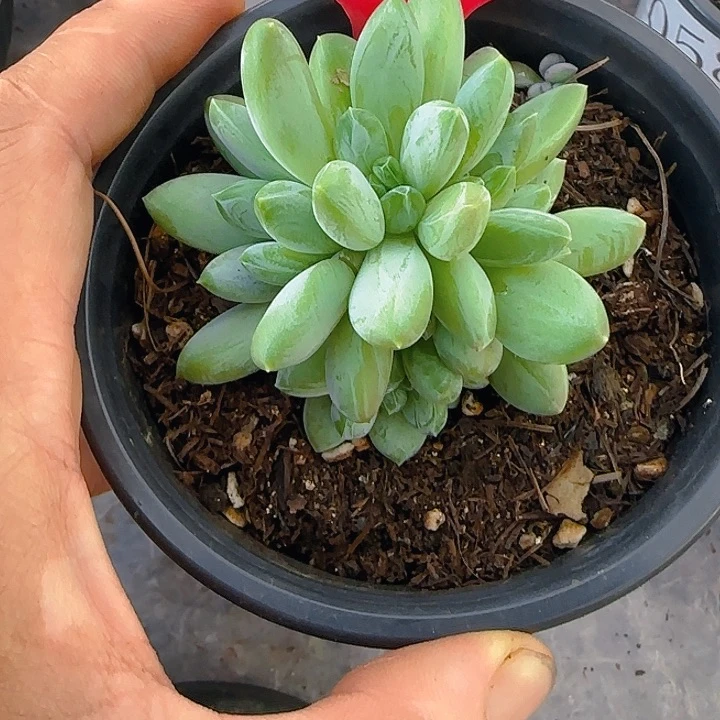 森林之心1099多肉植物