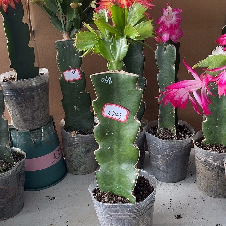 雨***琪当前无花朵，栽培后可花朵068