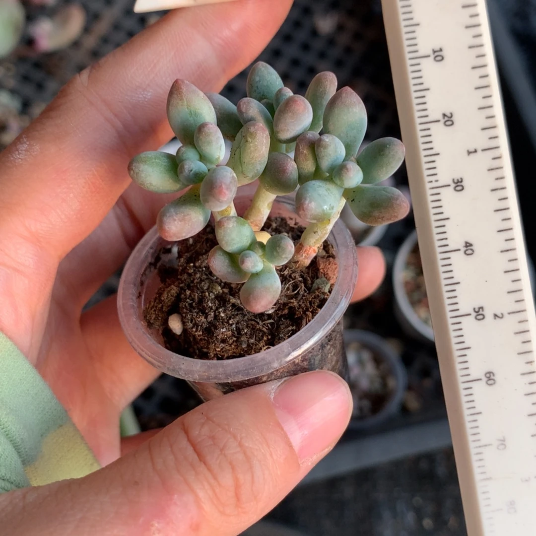 韩国苹果奶4个头。