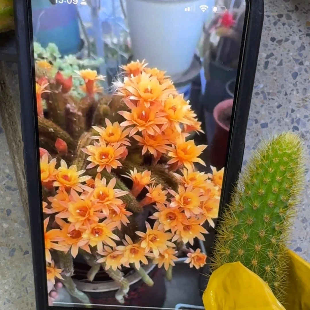 29金妞黄水晶2个无根侧牙，20包邮