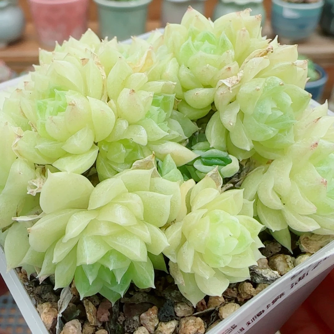花语逸镜0927-03开播福利散