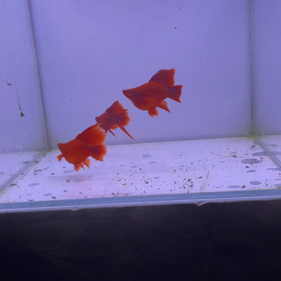 糖***蛋红剑鱼高鳍红箭球