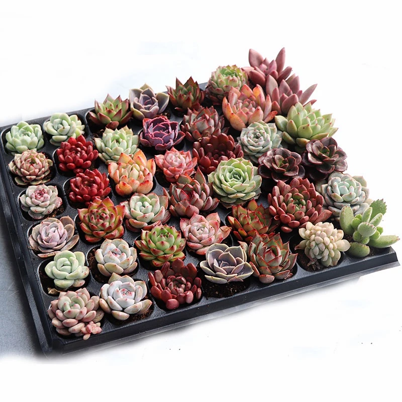 【一物一拍】18颗精品多肉植物套餐穴盘苗约3-5cm包邮