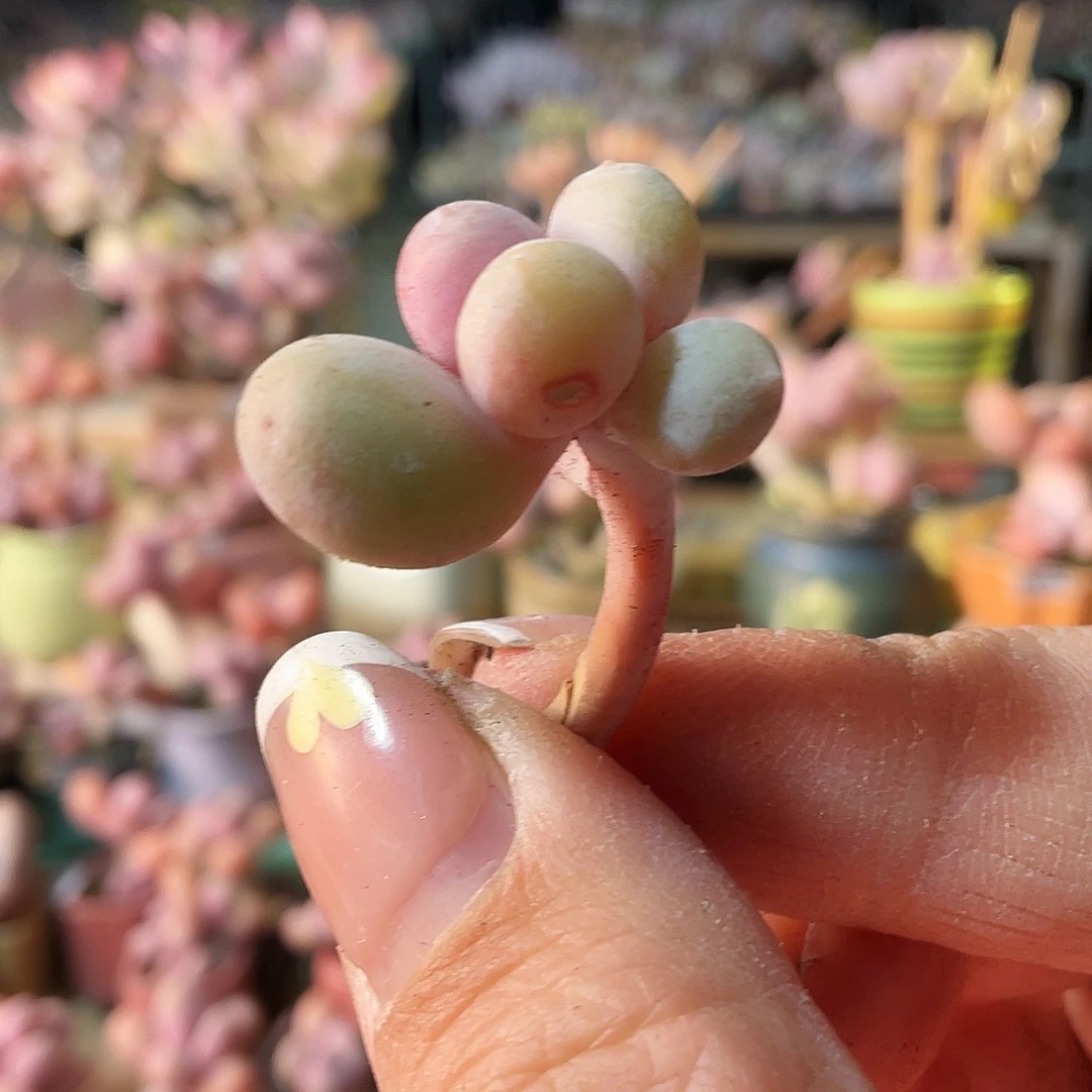 打****人多肉植物的生长发育与