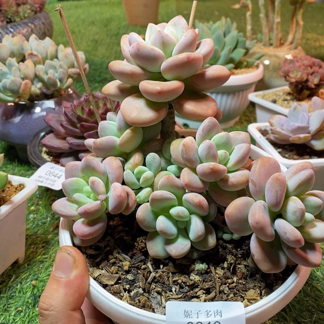 0646啊啊啊啊啊啊啊
