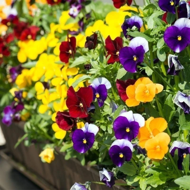 角堇盆栽带花苞冬季耐寒耐冻适合阳台庭院花园花境好养植物