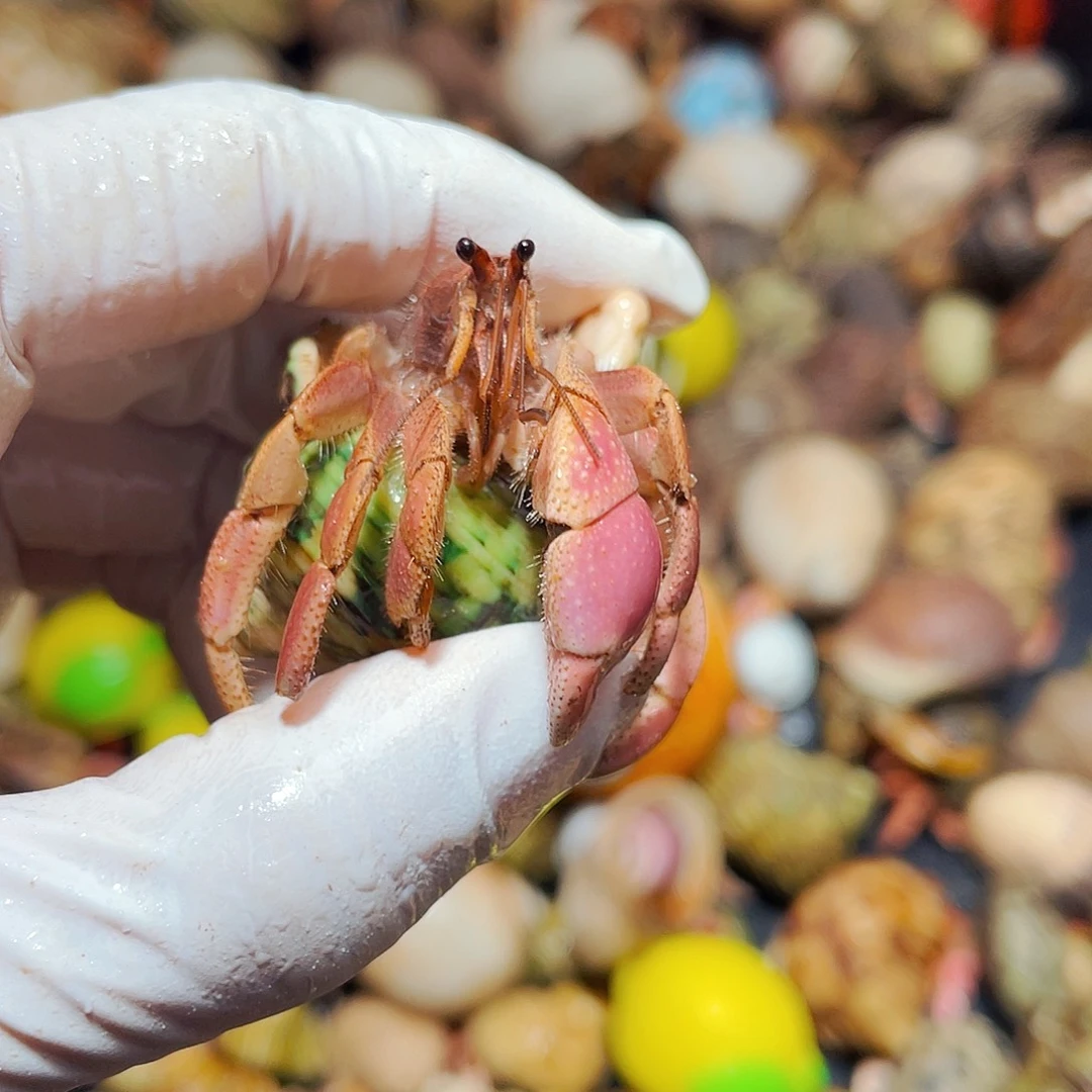 陌派有钳寄居蟹615