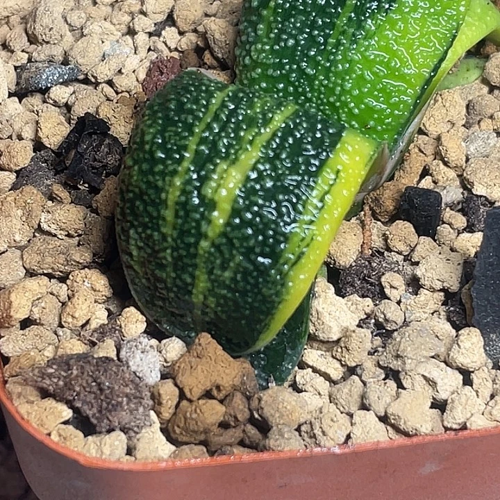 卧牛锦一物一拍竞拍6