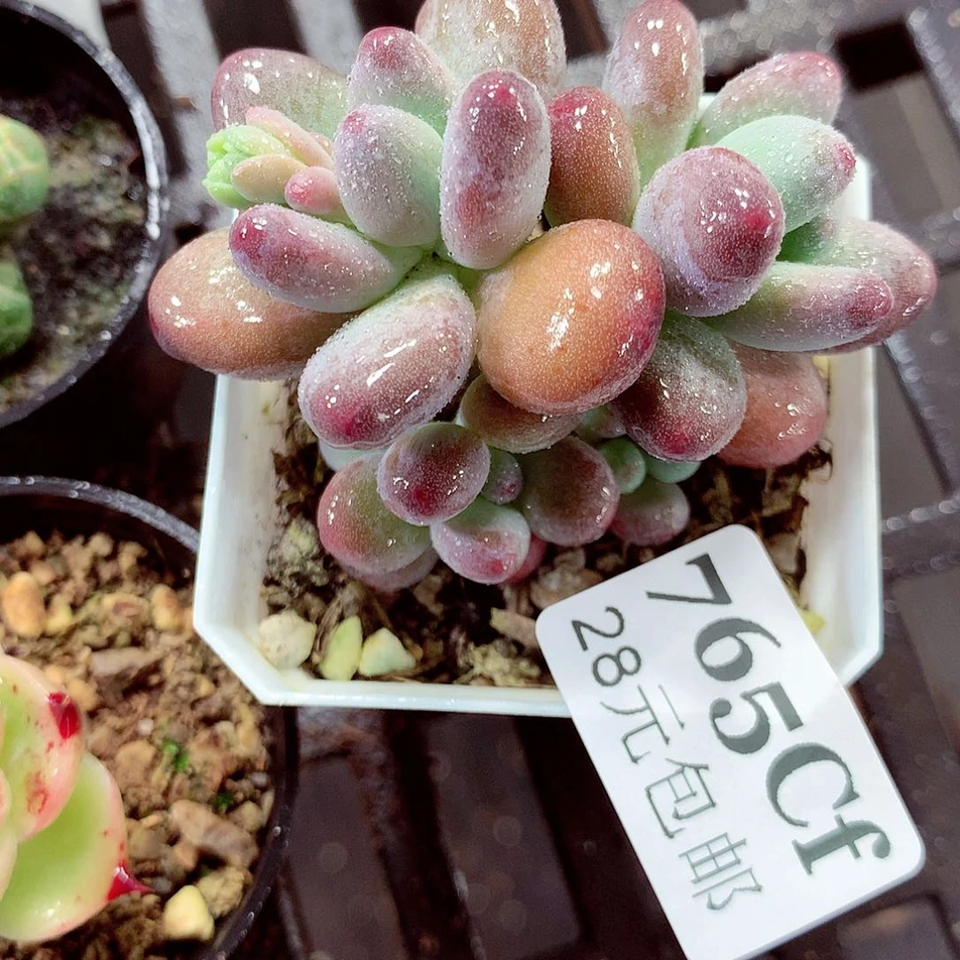 5厘米盆精控多肉765