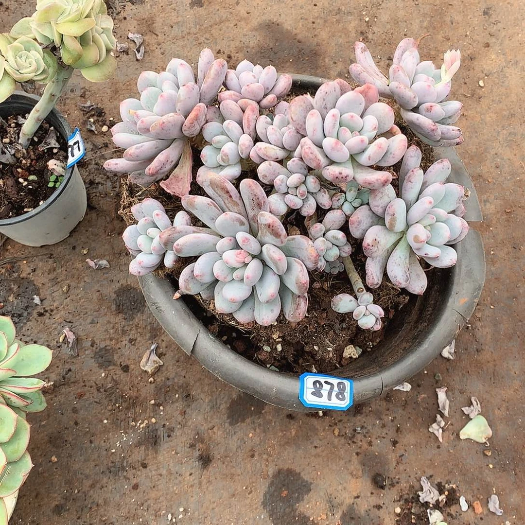 878香香雪 一物一拍多肉