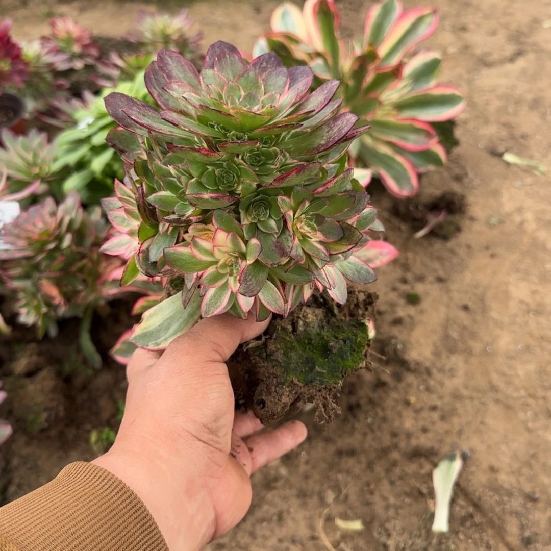 635号一物一拍多肉黑魔锦多肉