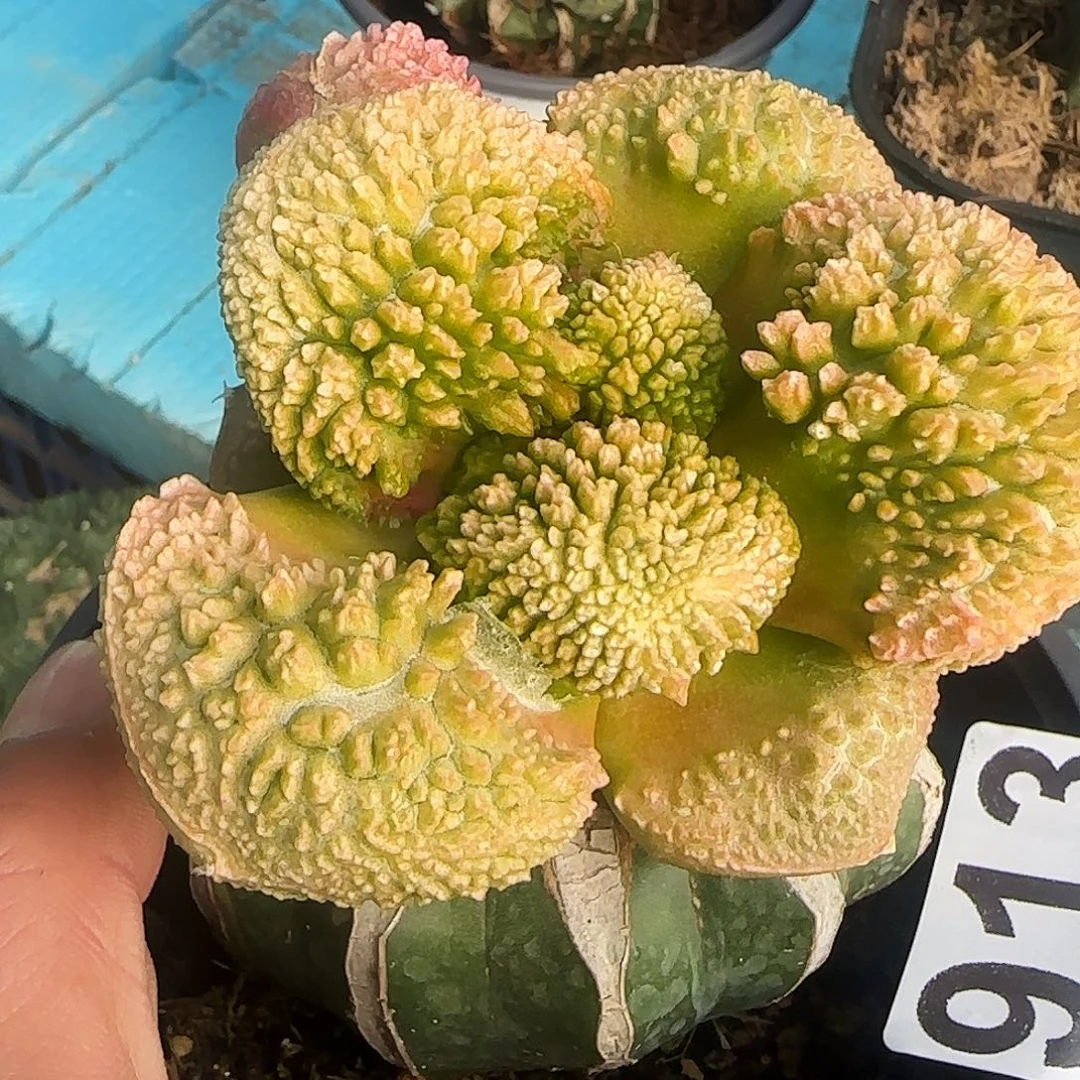 哥怒锦913仙人球开花