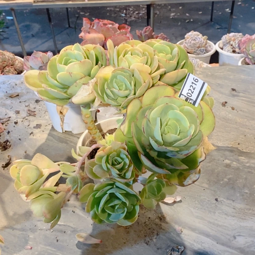 【闪购商品】如*碧桃02216