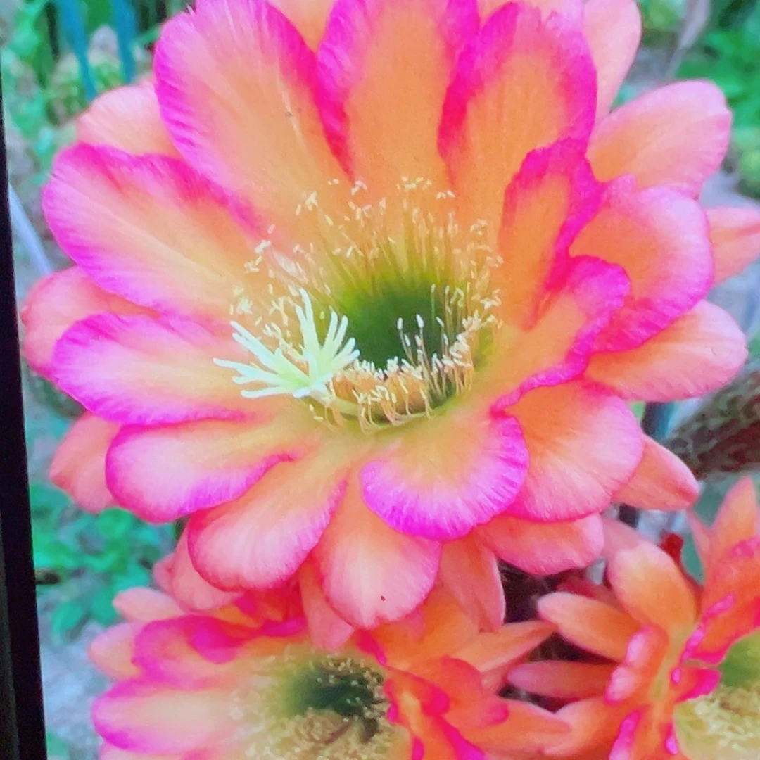 毛花柱 小丑 侧芽 满20包邮