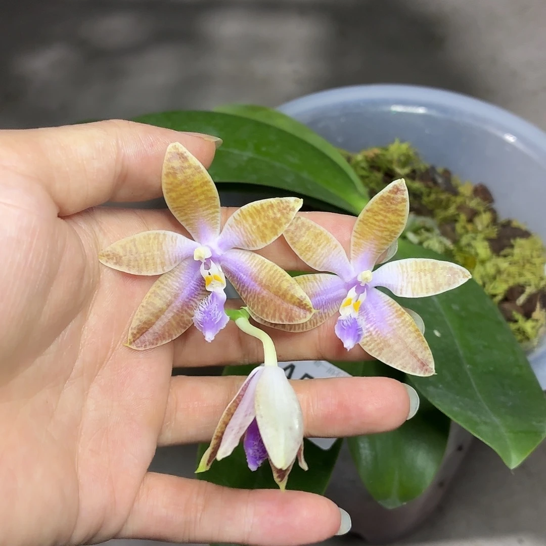 当前无花朵，栽培后可花朵A509yss1162