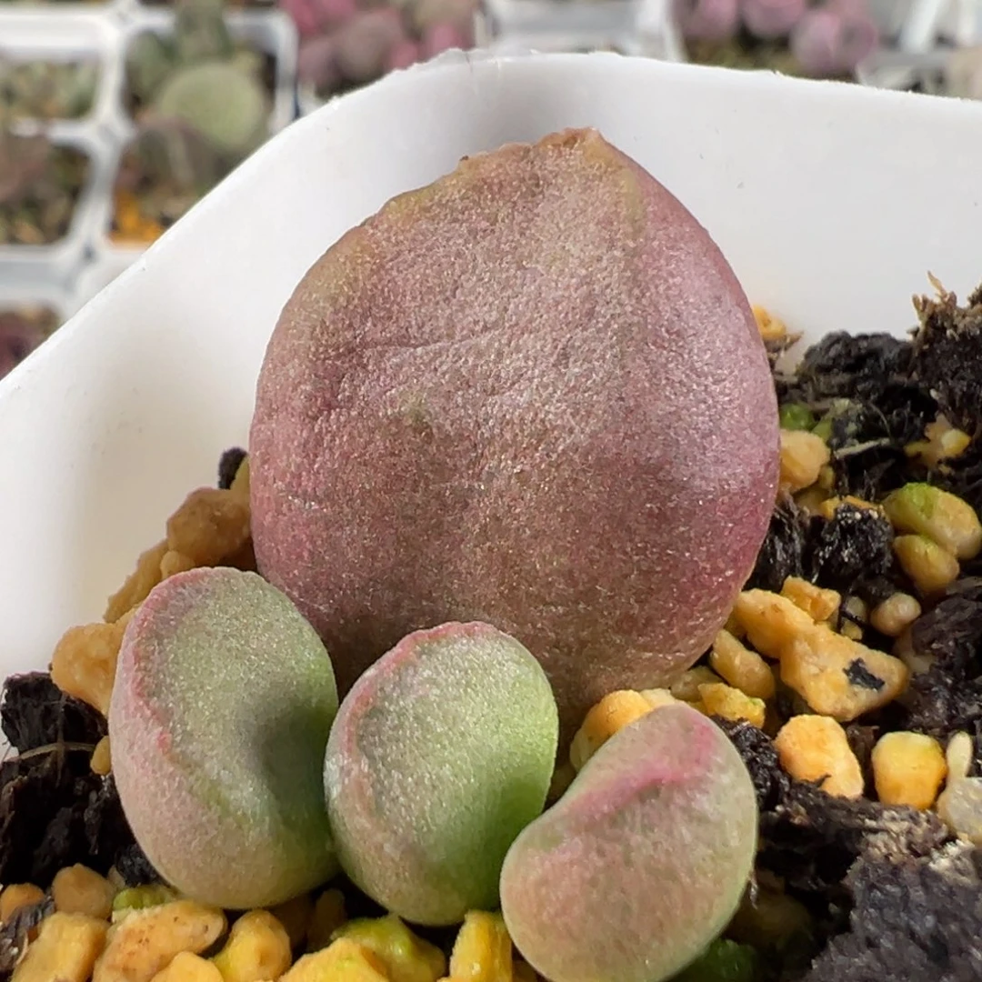 w圆胖实生新品多肉植物