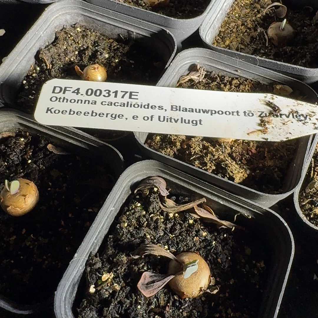 格加厚敦菊一个1cm以上带盆量拍链接