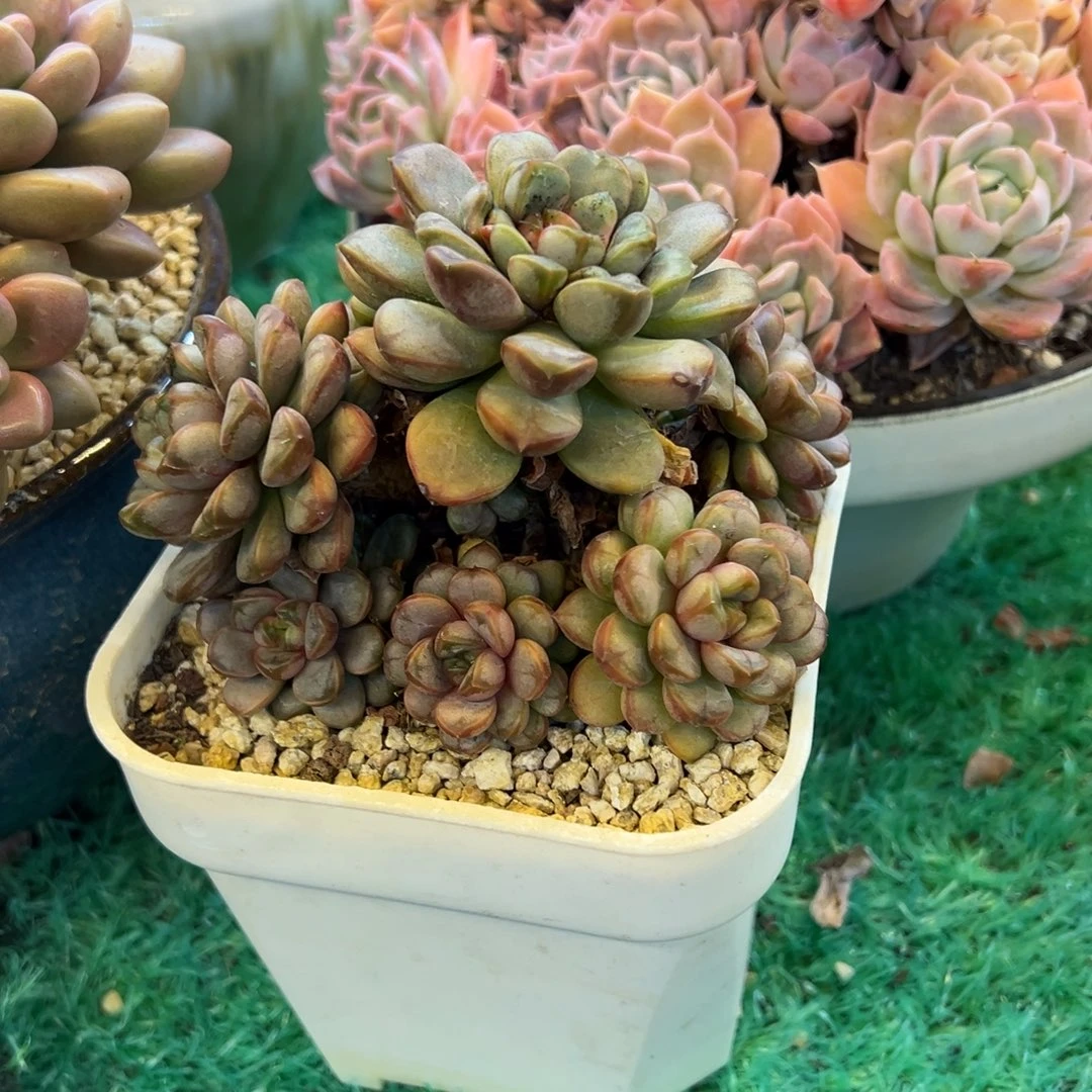 葡萄，，，，，，，，，，，，，，，