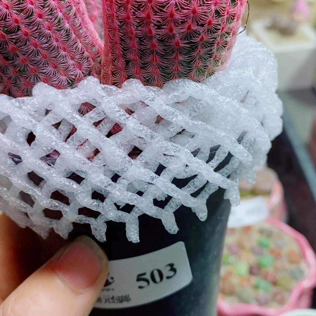 *****生石花花花哈哈哈哈哈哈503