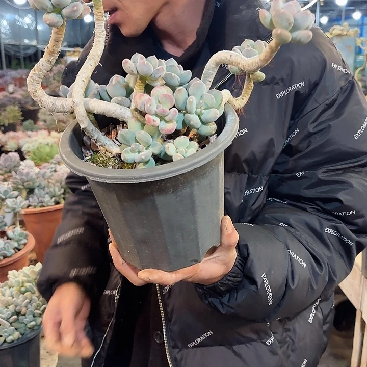 咖啡美人老桩飘枝精品