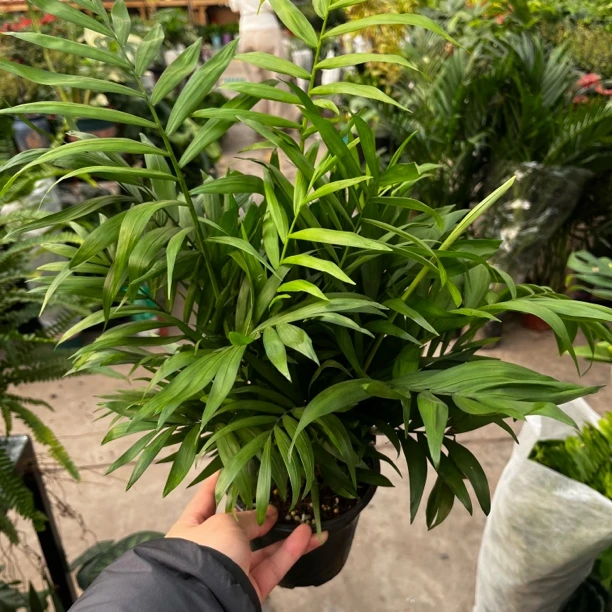 新疆包邮！桌面水培袖珍椰子！耐活好养