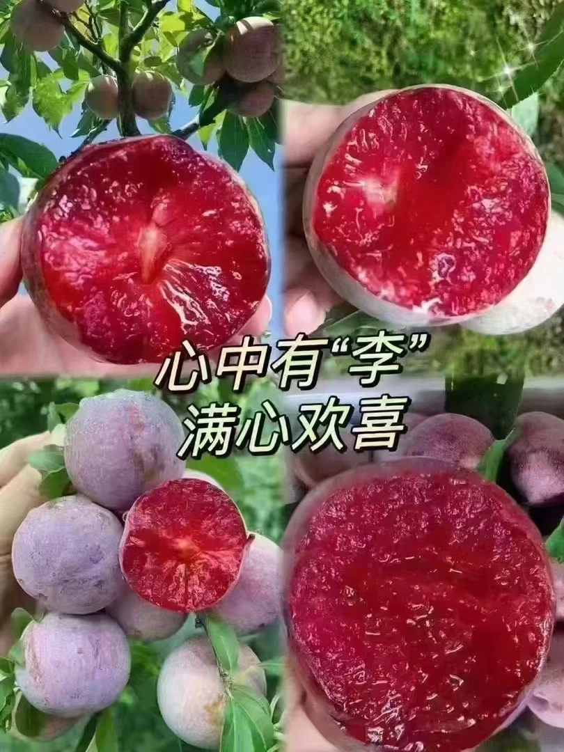 新鲜红心三华李当季水果酸脆爽口孕妇喜爱