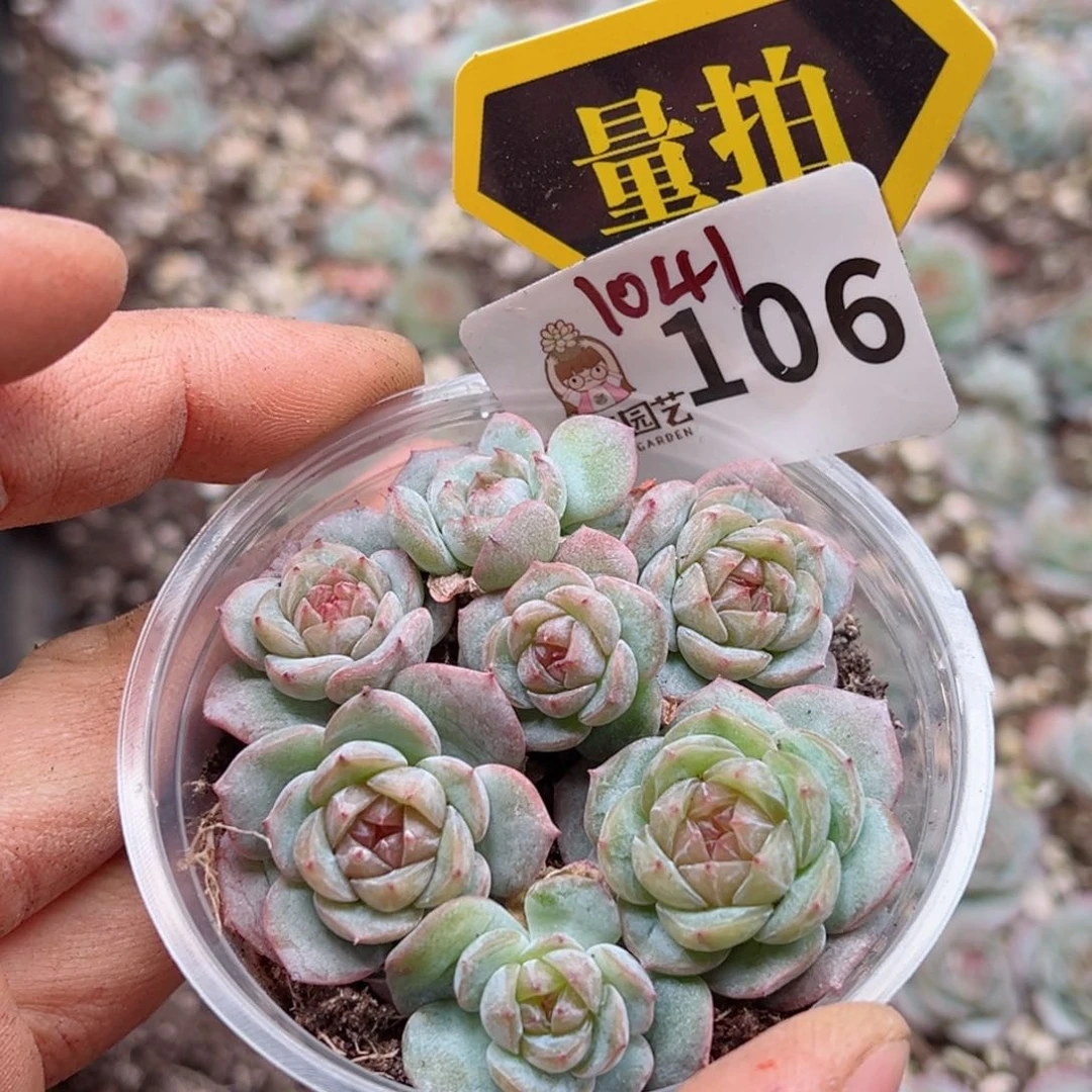 多肉植物多肉植物