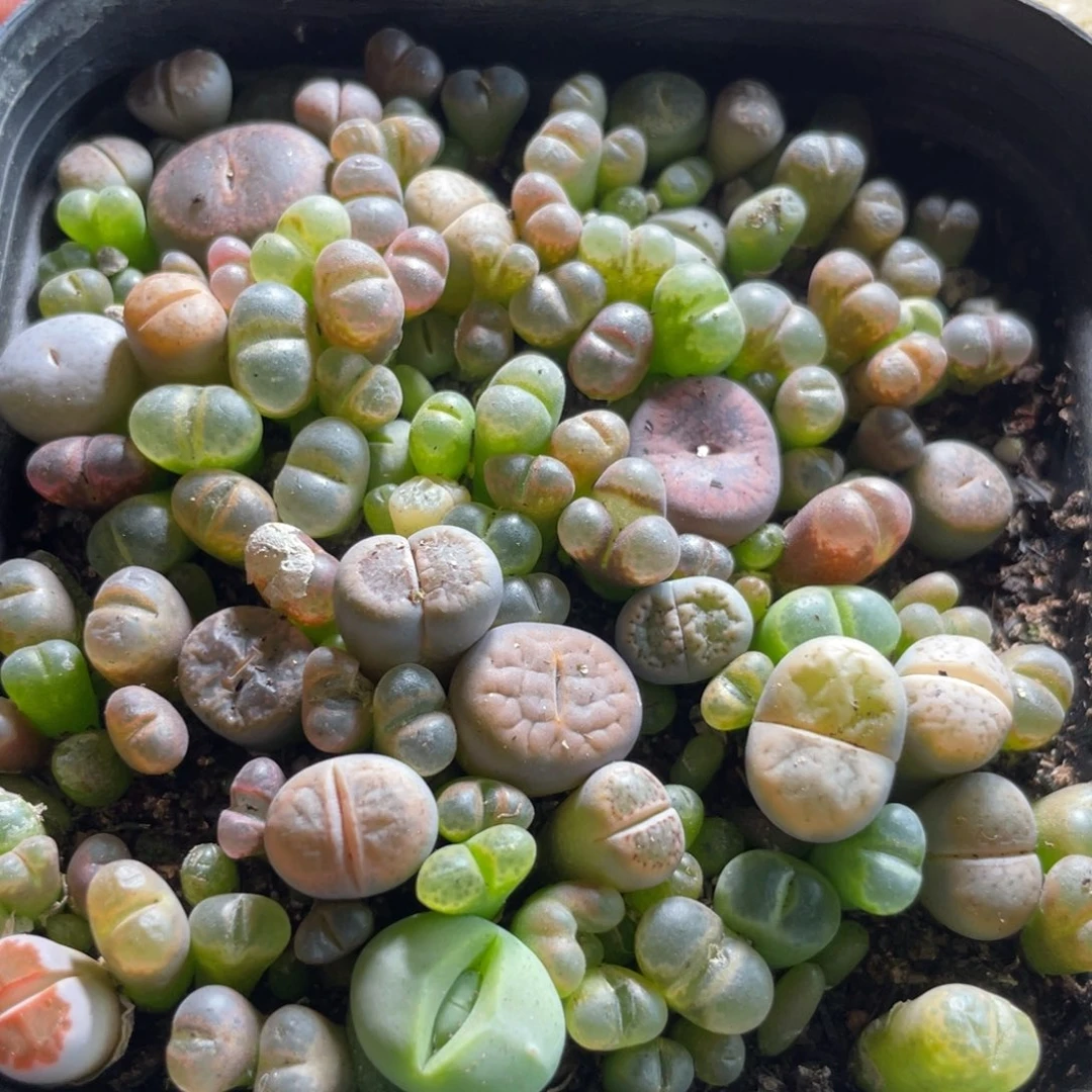 24年秋播混合大半盆