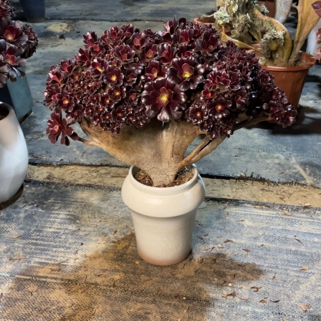 可**乐我是真的很喜欢这个