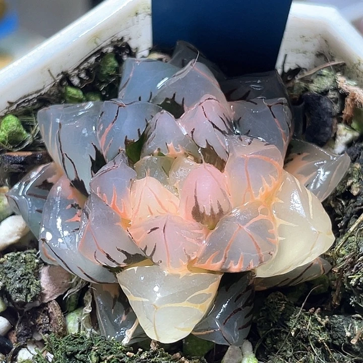 513水中月锦特选福利