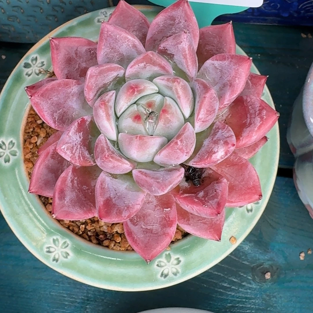 菟***丝从前慢多肉精选编号1004.74