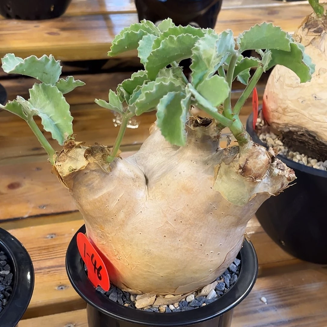 潮流植物 安哥拉葡萄翁