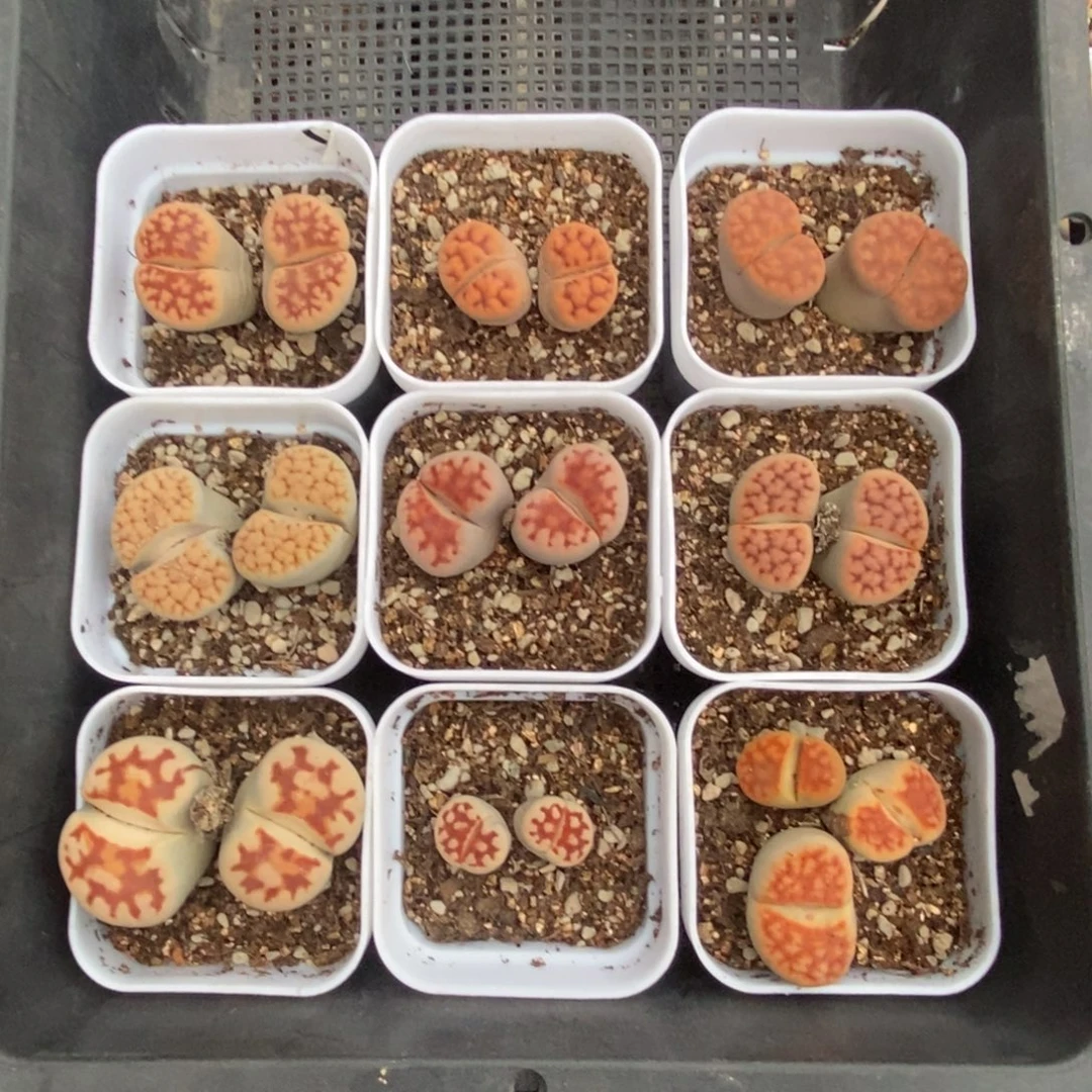 c***e4471 花纹玉九颗带盆土