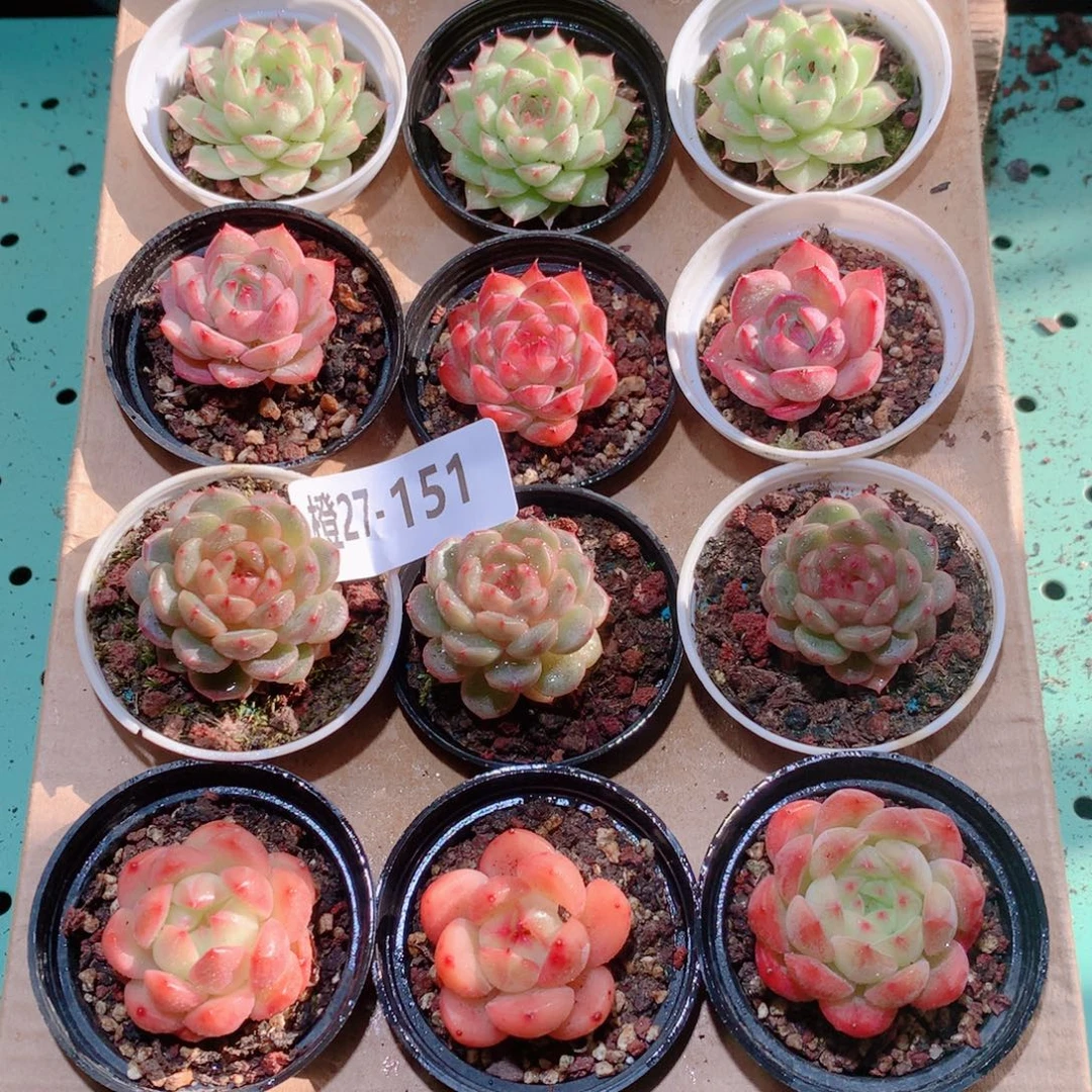 27-151一物一拍多肉带盆18颗