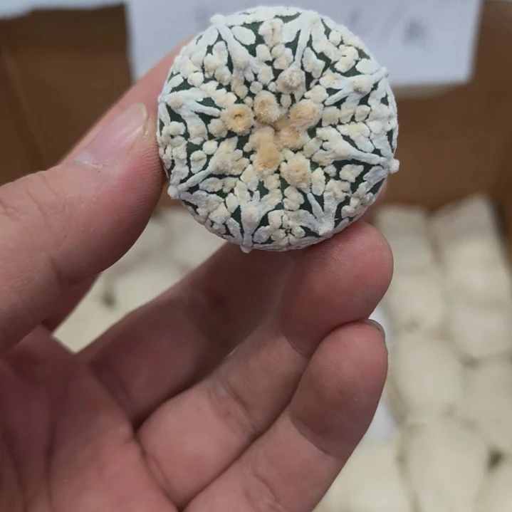 C***a盲盒哈哈哈哈哈哈
