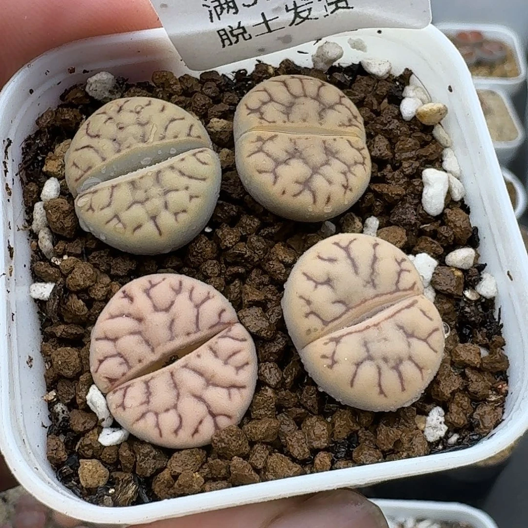 879多肉哈哈哈哈哈哈哈哈